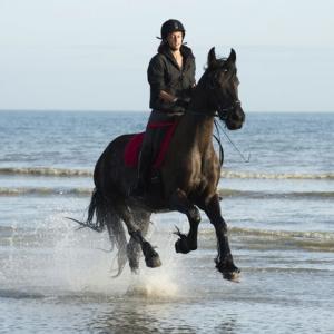 horse